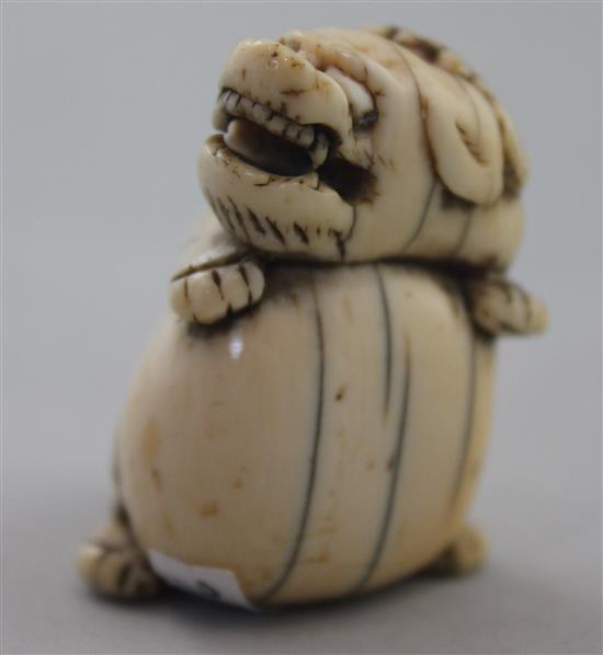 A Japanese ivory netsuke of a shi-shi, Edo period, 4cm